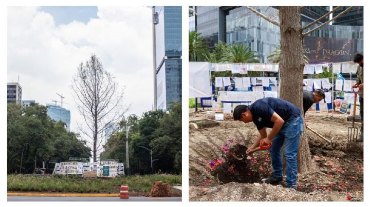 Glorieta del Ahuehuete: el árbol anda 'malito' y así tratan de salvarlo (FOTOS)