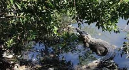 Autoridades piden cuidar y NO maltratar a la fauna de la zona conurbada