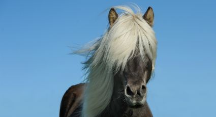 Si te dijeron que el shampoo de caballo era mágico te engañaron; aquí te desmentimos el mito