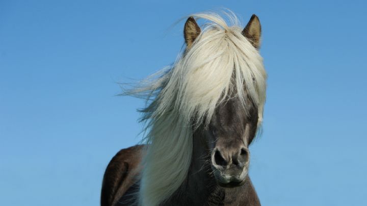 Si te dijeron que el shampoo de caballo era mágico te engañaron; aquí te desmentimos el mito