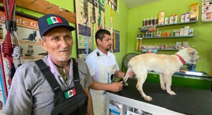 Veterinario en acto de crueldad, mutila orejas y colita de un 'lomito' en Altamira