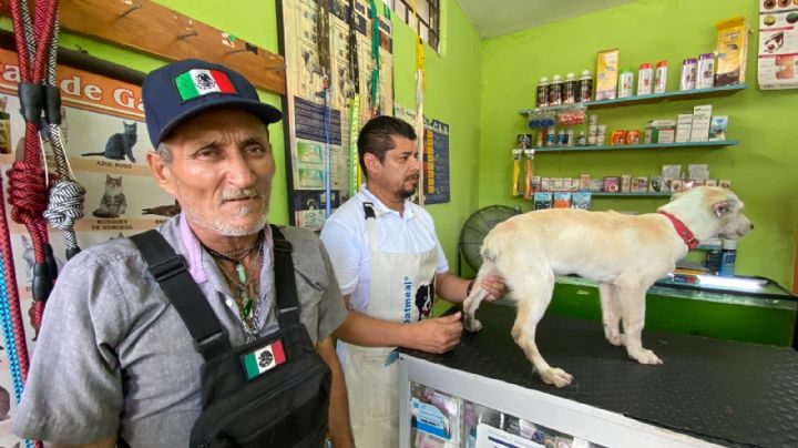 Veterinario en acto de crueldad, mutila orejas y colita de un 'lomito' en Altamira