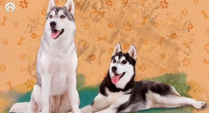 Perritos: Todo lo que debes saber de los Husky