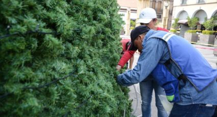 Fecha y hora para recolecta y acopio de árbol de navidad en Querétaro