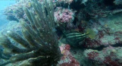 Tamaulipas podría tener su primer arrecife natural, tras hallazgo en las costas del Golfo de México