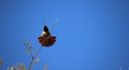 Los Realeños de San Antonio: senderismo y aventura en Baja California Sur