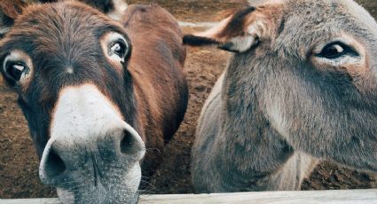 Este es el significado de la frase "La carne de burro no es transparente"; quedarás atónito