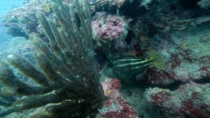 Tamaulipas podría tener su primer arrecife natural, tras hallazgo en las costas del Golfo de México