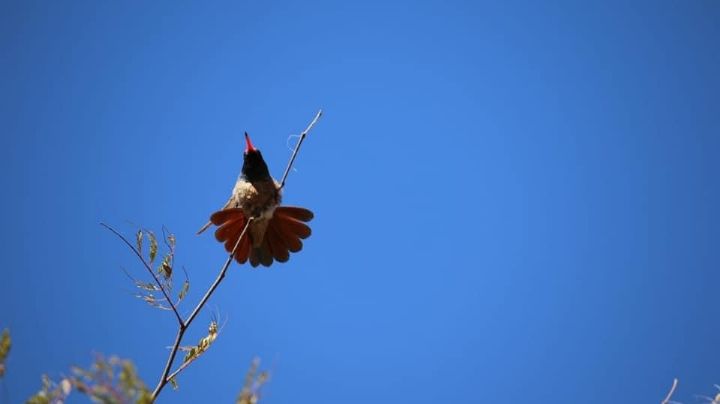 Los Realeños de San Antonio: senderismo y aventura en Baja California Sur