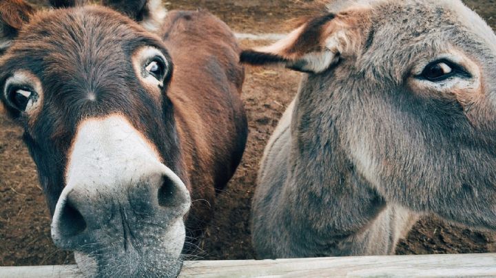 Este es el significado de la frase "La carne de burro no es transparente"; quedarás atónito