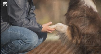 Perritos: ¿Cómo puedes saber que tu "lomito" sí te quiere? Estas son las señales