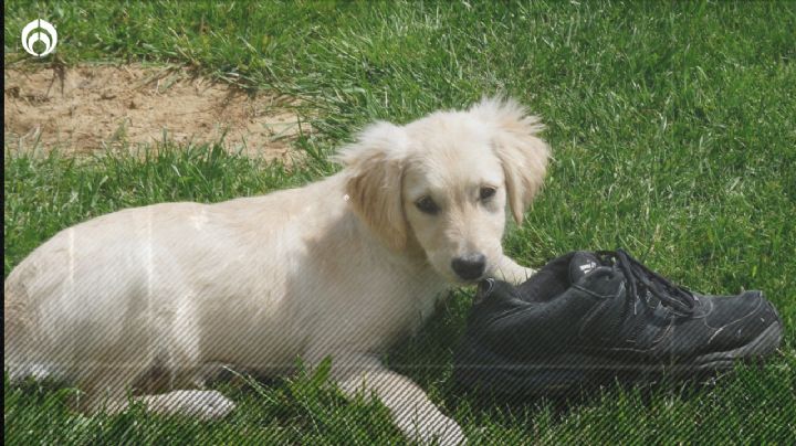 Perritos: ¿Cómo hago que mi 'lomito'  deje de morder los zapatos?