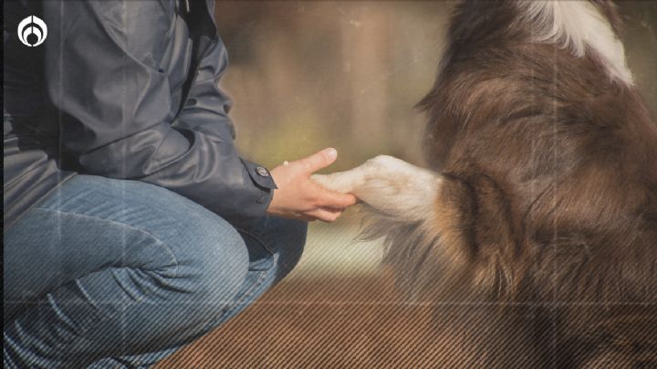 Perritos: ¿Cómo puedes saber que tu "lomito" sí te quiere? Estas son las señales