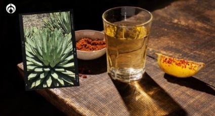 Mezcal: 5 tipos poco comunes que seguro no conocías