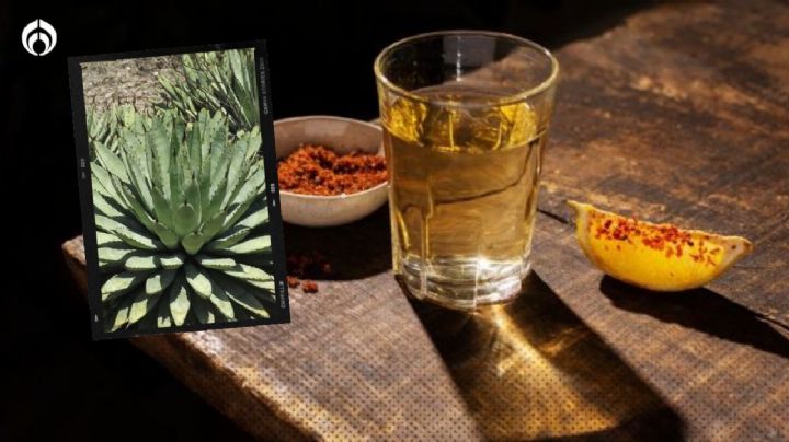 Mezcal: 5 tipos poco comunes que seguro no conocías