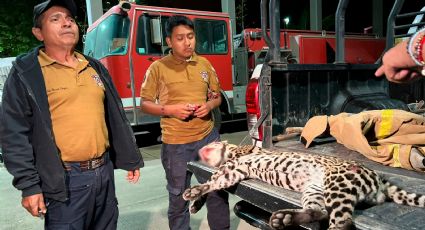 Ocelote macho es atropellado y pierde la vida en la carretera La Tinaja - Cosoleacaque