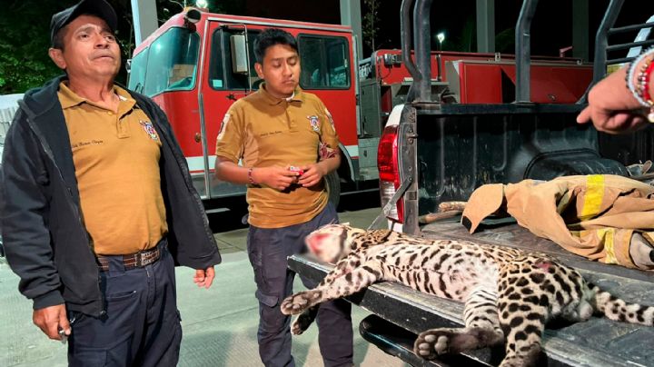 Ocelote macho es atropellado y pierde la vida en la carretera La Tinaja - Cosoleacaque