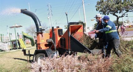 Instalan centros de acopio para pinos navideños en Escobedo NL