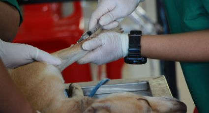 Mascotas abarrotan veterinarias por complicaciones derivadas de la pirotecnia