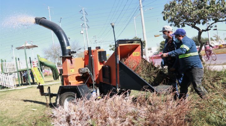 Instalan centros de acopio para pinos navideños en Escobedo NL