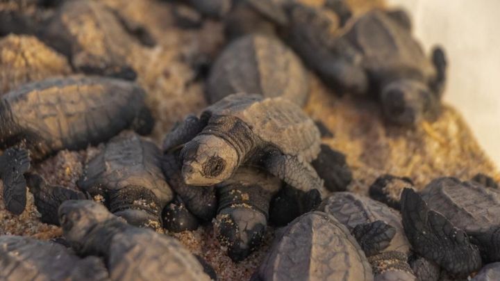 Pequeñas tortugas 'golfinas' eclosionan en la Paz y dan pasos 'agigantados' a la vida