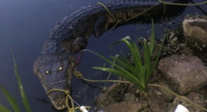 ¿Comercializar carne de cocodrilo minimizará el riesgo de ataques a habitantes?