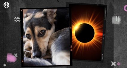 Eclipse solar 2023: Cuidados que debes tener con tu perrito según un experto de la UNAM