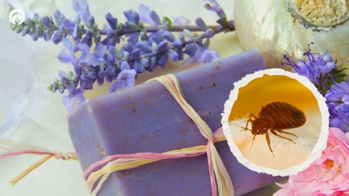 Chinches: así puedes hacer un jabón de lavanda casero para eliminarlas