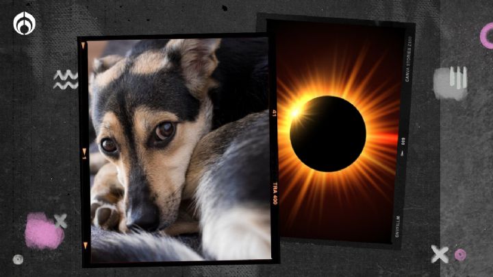 Eclipse solar 2023: Cuidados que debes tener con tu perrito según un experto de la UNAM