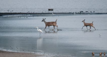 (FOTOS) 'Bambi' y su pequeña cría se pasean por el parque metropolitano de León