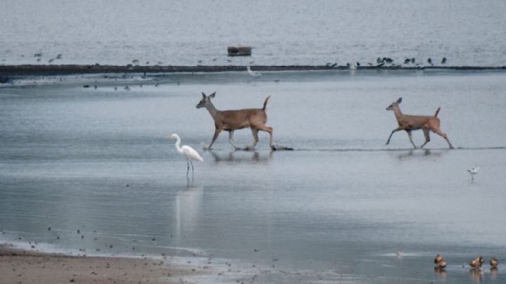 (FOTOS) 'Bambi' y su pequeña cría se pasean por el parque metropolitano de León