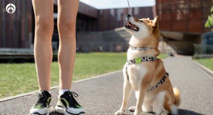 Cómo las correas podrían poner más tenso y triste a tu perrito