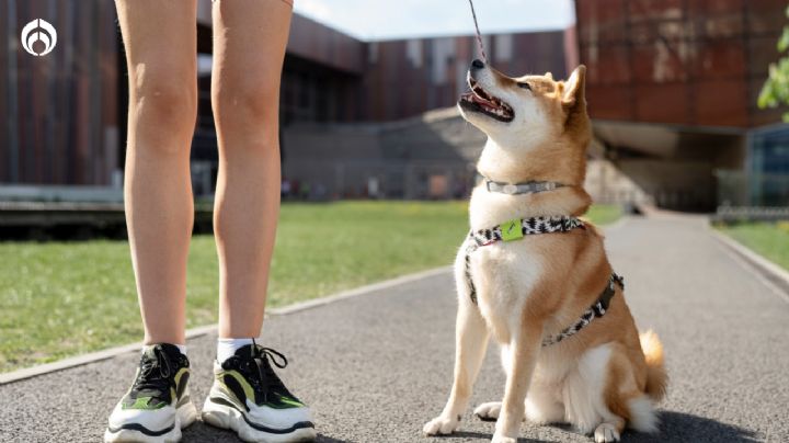 Cómo las correas podrían poner más tenso y triste a tu perrito