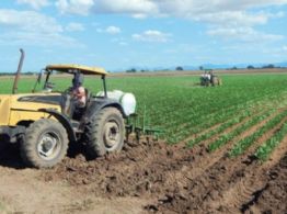 Buscará comunidades agrarias mejorar el esquema de comercialización del maíz 