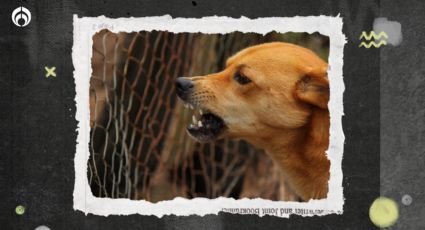 Perritos: ¿tu ‘lomito’ sabe cuándo alguien te cae mal? Esto dice la ciencia