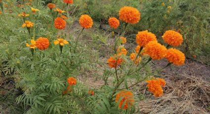 Día de muertos: Conoce "Mi Ranchito" lugar donde se siembra la flor en honor a los muertos