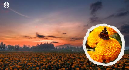 Día de Muertos 2023: 5 tips para que tu flor de cempasúchil dure más tiempo