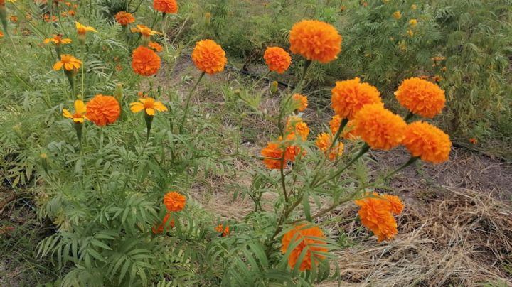 Día de muertos: Conoce "Mi Ranchito" lugar donde se siembra la flor en honor a los muertos