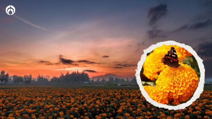 Día de Muertos 2023: 5 tips para que tu flor de cempasúchil dure más tiempo