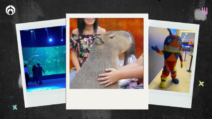 (FOTOS) En este nuevo acuario de CDMX puedes conocer al ídolo de las redes: ¡un capibara!