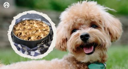 Perritos: 3 deliciosos postres para consentirlos; así puedes prepararlos