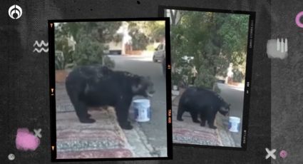 (VIDEO) Vecinos de Monterrey ‘adoptan’ a un oso y lo bautizan “Charmin”