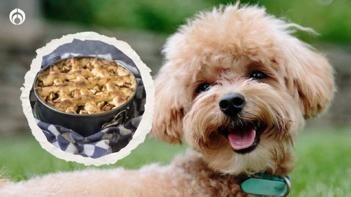 Perritos: 3 deliciosos postres para consentirlos; así puedes prepararlos