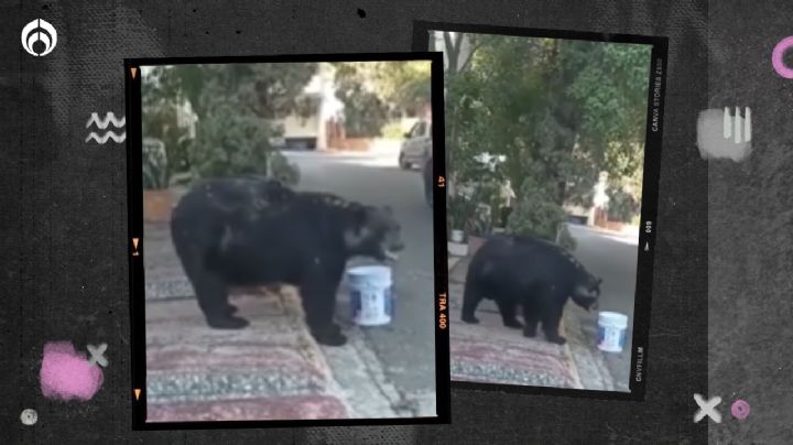 (VIDEO) Vecinos de Monterrey ‘adoptan’ a un oso y lo bautizan “Charmin”