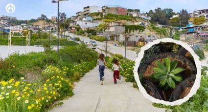 Parque Xicoténcatl: así es la obra de Tijuana nominada a un premio en Seúl (FOTOS)