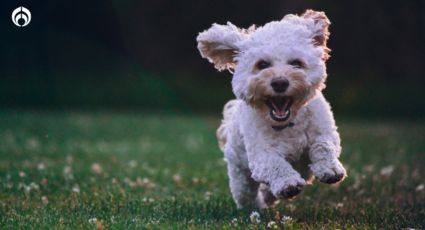 Perros: Las 2 razones por las que no debes darle las sobras de tu comida