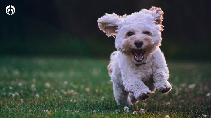 Perros: Las 2 razones por las que no debes darle las sobras de tu comida