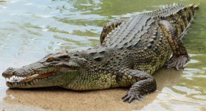 Alerta cocodrilo: pobladores de Altamira reportan avistamientos en presa de agua Las Adelitas