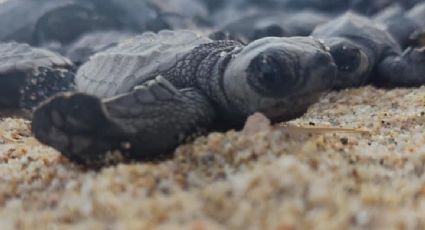 (VIDEO) Sobreviven a Norma: mil tortugas recién nacidas resistieron a los efectos del huracán