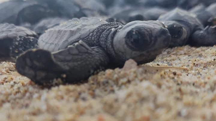 (VIDEO) Sobreviven a Norma: mil tortugas recién nacidas resistieron a los efectos del huracán